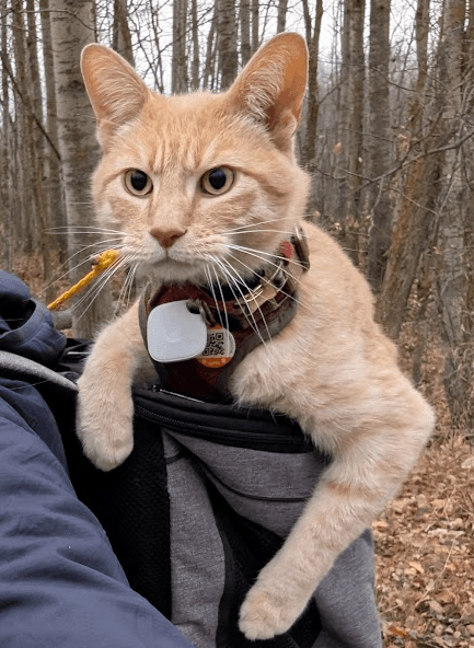 Jack, an orange cat, riding along on a trail